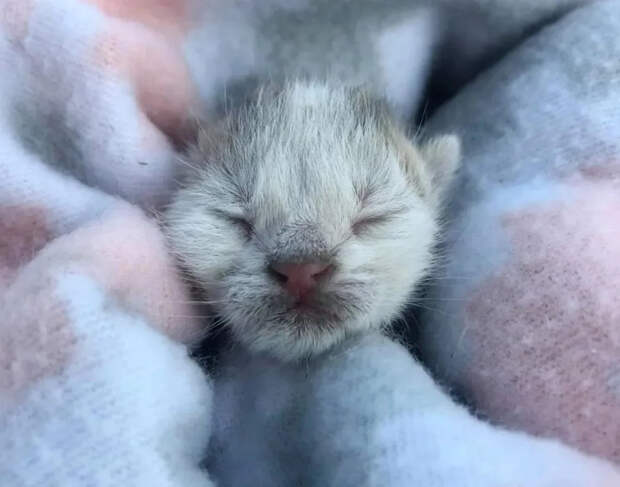 Без кота и жизнь не та