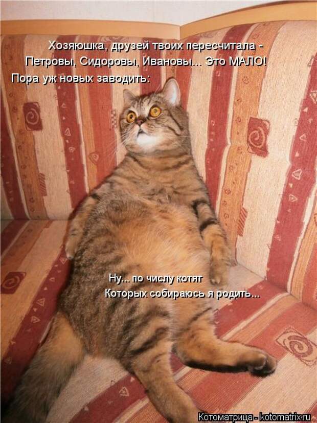 Клёвые отрывные котоматрицы (30 фото)
