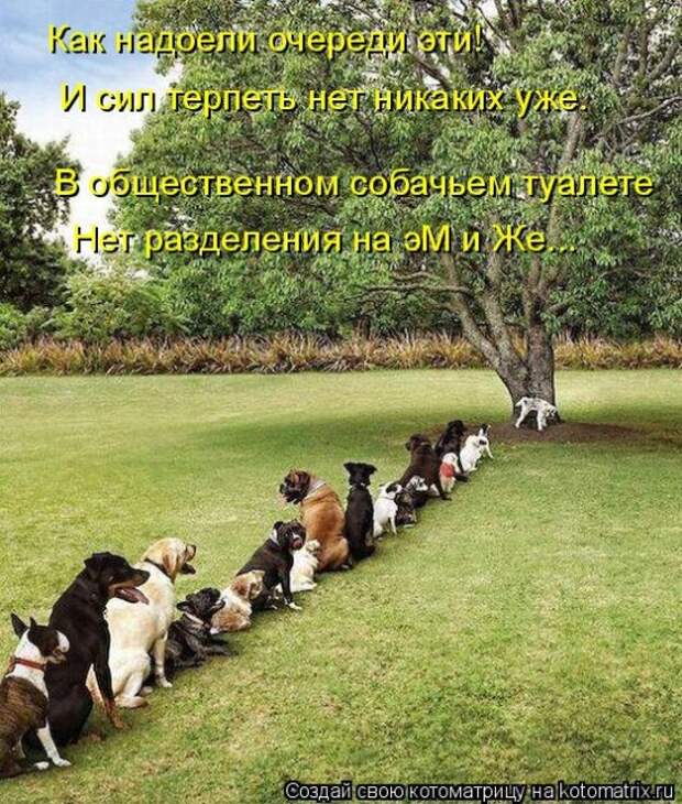 Лучшие котоматрицы недели (50 фото)