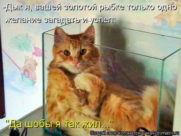 Котоматрицы (картинки с надписями)
