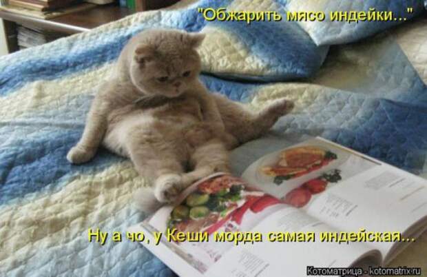 Котоматрицы (картинки с надписями)
