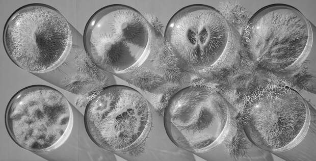 Бумажная микробиология Рогана Брауна (Rogan Brown) Бумажная микробиология Рогана Брауна (Rogan Brown)