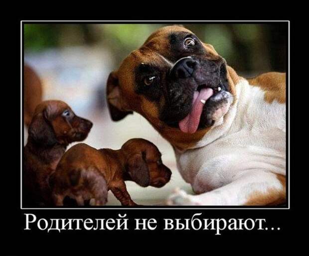 Демотиваторы Демотиваторы демотиваторы, прикол, юмор