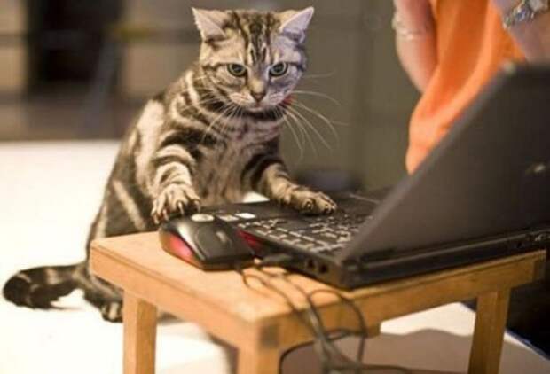Новые котоприколы для настроения Новые котоприколы для настроения