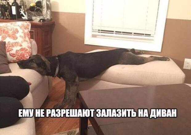 Прикольные фотомемы для отличного настроения (27 шт)