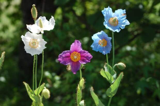 Меконопсис буквицелистный (Meconopsis betonicifolia)
