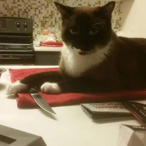 кошки которые хотят вас убить, моя кошка хочет меня убить, злые кошки