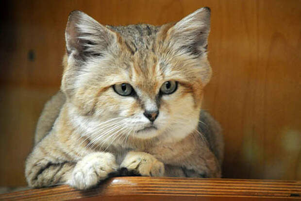 Песочный кот