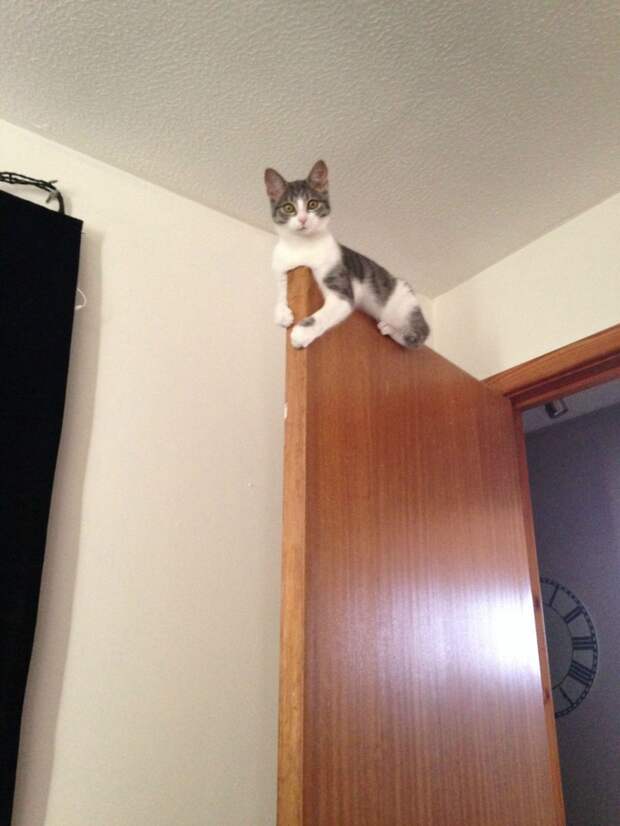 кошки хозяйничают