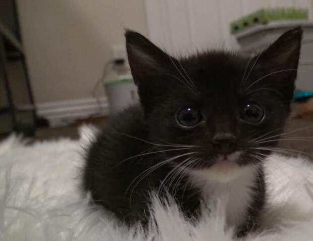 Мужчина услышал тоненький писк, доносящийся с чердака, больше всего хлопот доставила кошка-мама