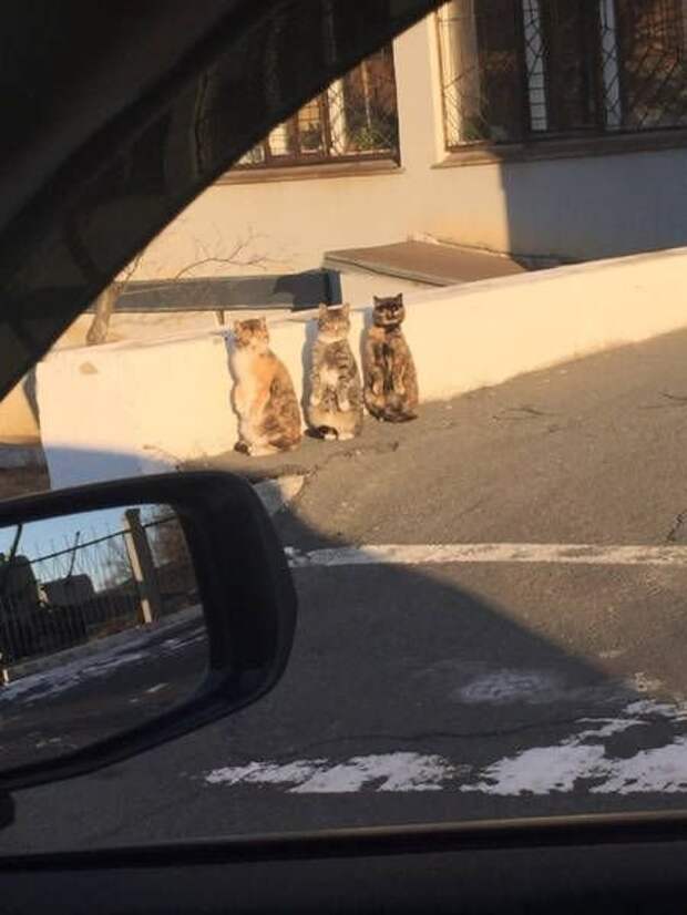 Прикольные картинки