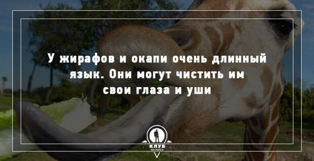 15 удивительных фактов о животных 15 удивительных фактов о животных животные, факты