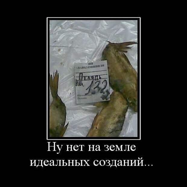 Демотиваторы (107 фото)