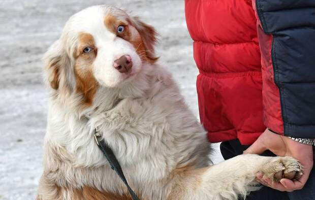 У собак нашли способность осознавать границы собственного тела