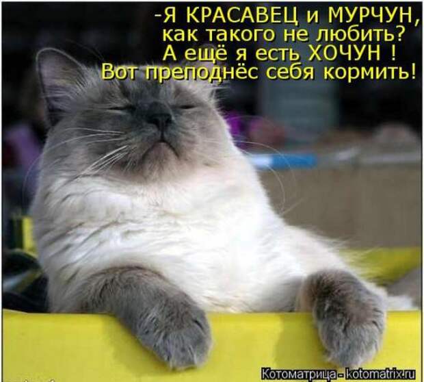 Котоматрицы(картинки с надписями)