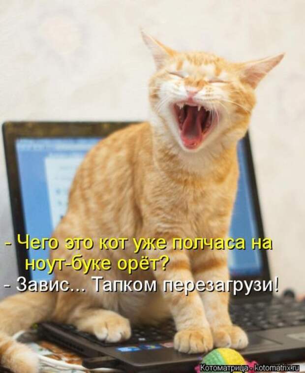 котоматрицы (50 фото) котоматрицы (50 фото)