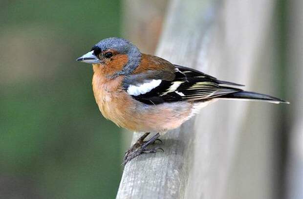 Зяблик (Fringilla coelebs), фото певчие птицы фотография