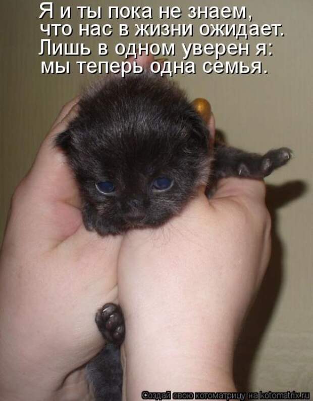 котоматрицы (50 фото)