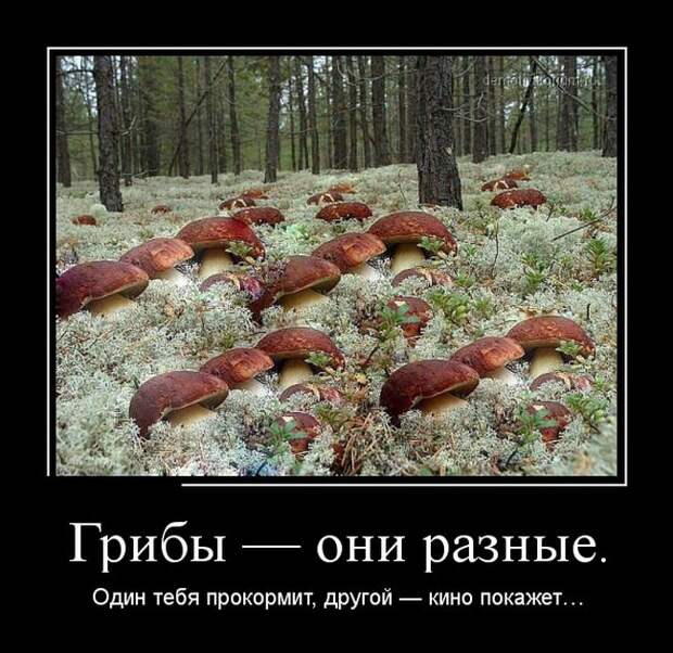 Демотиваторы демотиваторы, прикол, смех, юмор