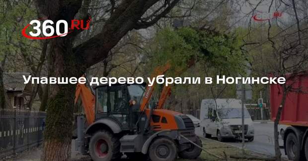 Упавшее дерево убрали в Ногинске