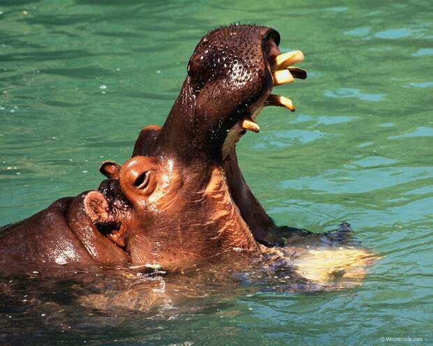 Самые странные домашние питомцы Бегемот, или гиппопотам (Hippopotamus amphibius), фото фотография картинка