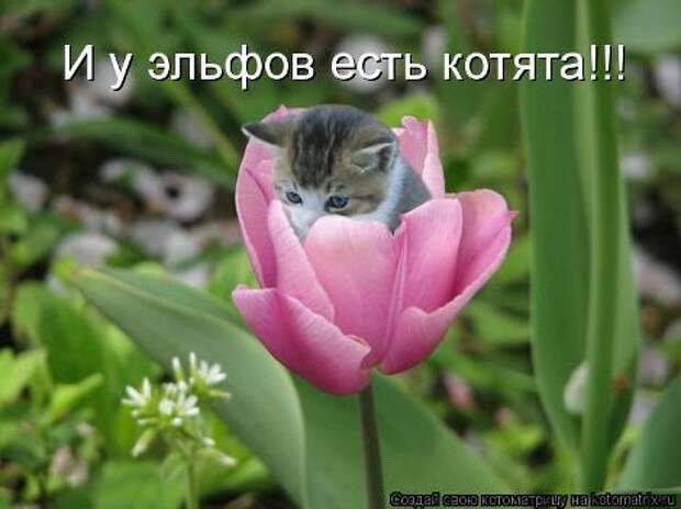 смешные фото с маленькими котятами
