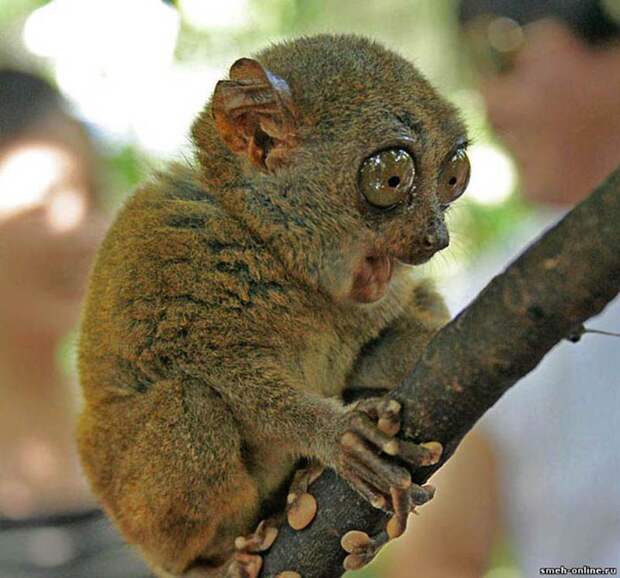 1357981496_35-animal-15 (700x652, 109Kb)