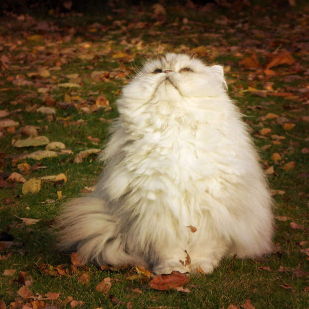 97.  кошка, пушистость, шерсть