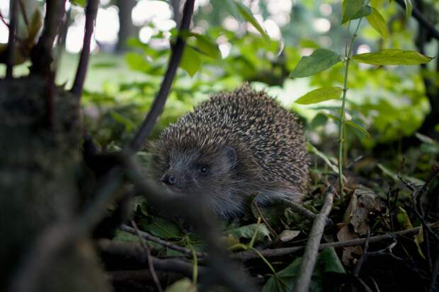 В Германии ради спасения ежей запретят использовать газонокосилки ночью