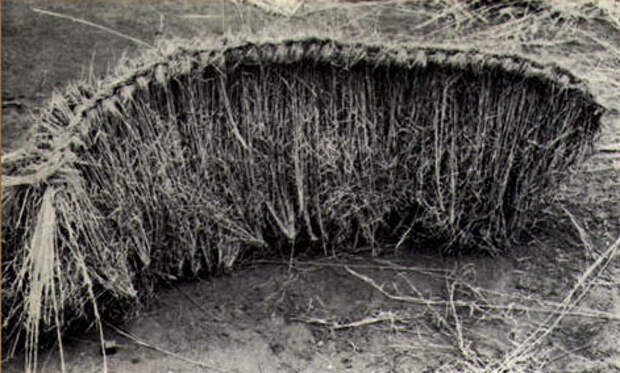 Ветровой заслон из травы, Западная Австралия, 1966 г.