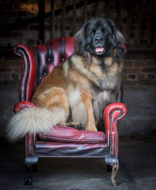 This week on Meet the Giants - the Leonberger! Head over to the blog to read all about this gorgeous gentle giant!