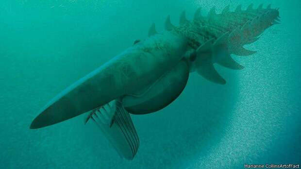 Эгирокассида