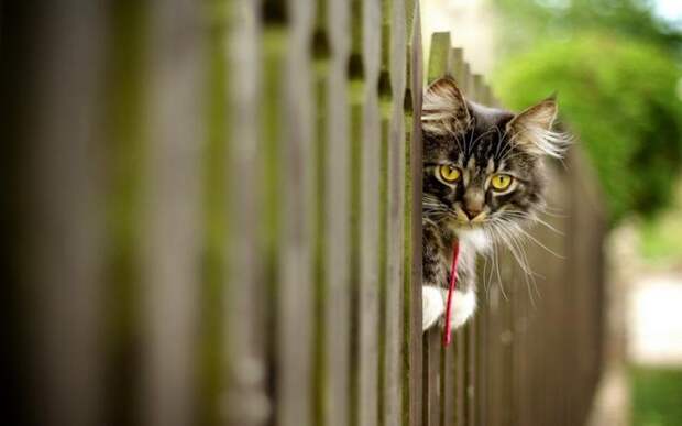 Несколько способов использования котов в хозяйстве: Проследит, чтобы соседи не воровали малину.