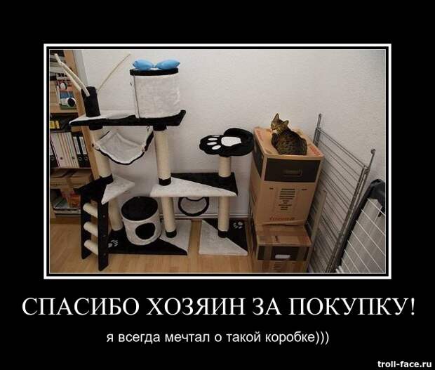 Демотиваторы катинки, прикол, смешно