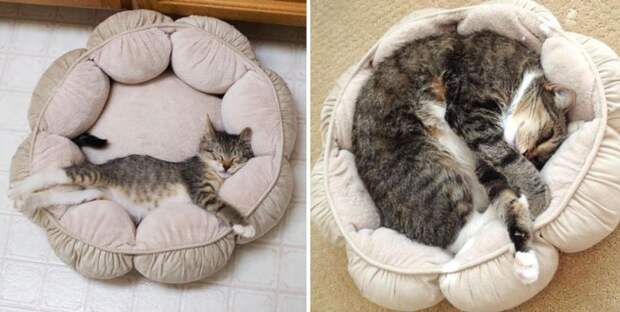 котенок в лежанке