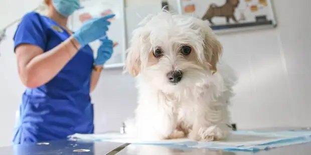 Мобильный пункт вакцинации животных откроется на улице Народного Ополчения