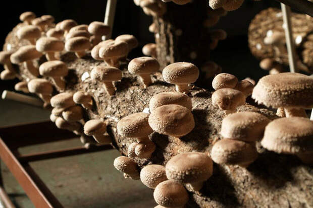 выращивание грибов шиитаки