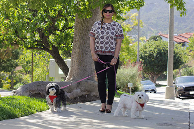 Adams™ Flea & Tick Products