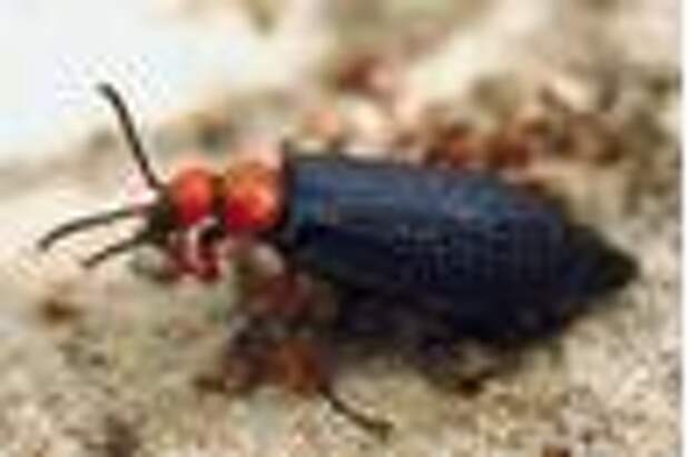 Blister beetles sometimes find their way into livestock feed.