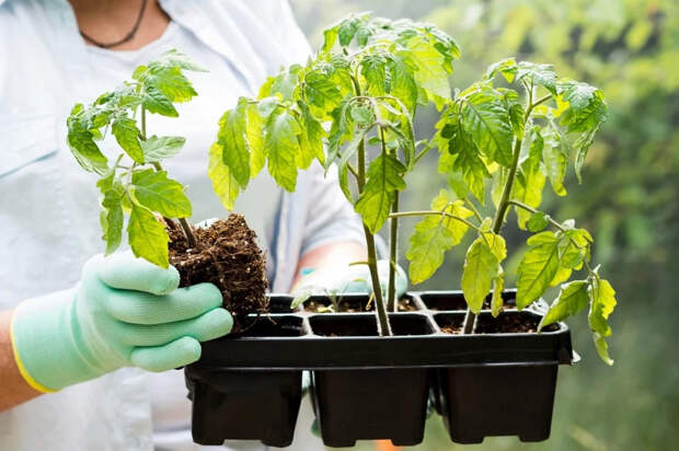 Томаты-гиганты и классика: какие сорта выбрать