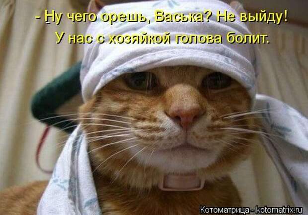 Лучшие котоматрицы недели