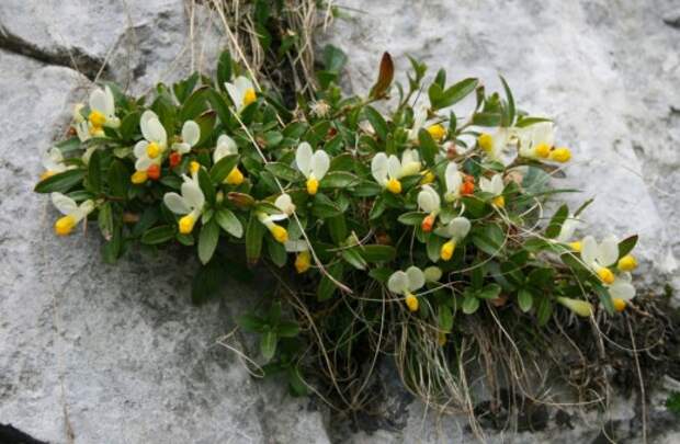 Истод самшитовидный, Истод стелющийся (Polygala chamaebuxus) Истод самшитовидный, Истод стелющийся (Polygala chamaebuxus)