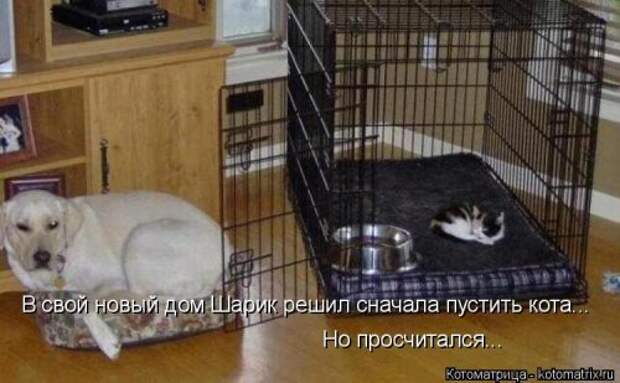 Новая котоматрица (29 фото)