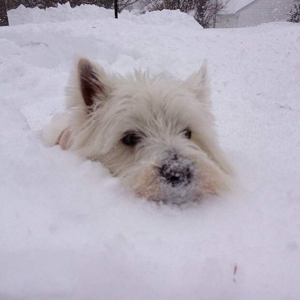 Бордер-колли. Джон сноу король севера. Морда белой собаки. Снежные псы демон. Пес сноу.