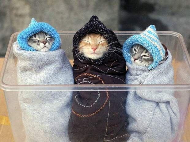 Кошачья шаурма кот, шаурма, юмор
