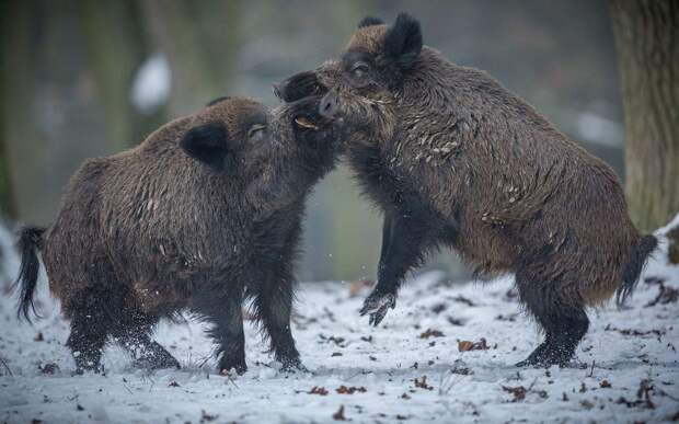 Семейка упитанных кабанчиков порадовала автомобилистов Подмосковья (видео)