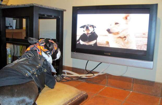 собака смотрит телевизор
