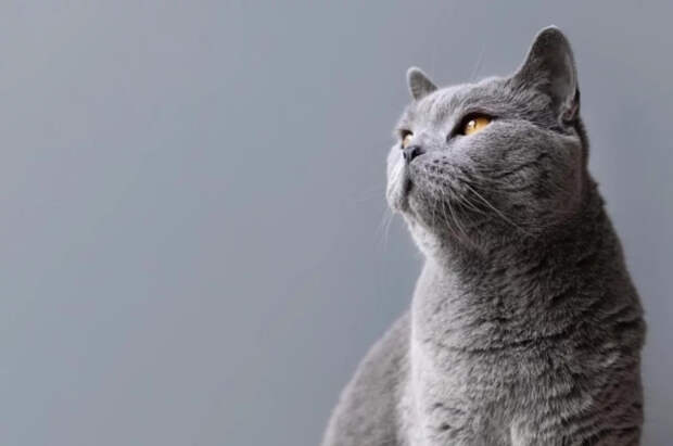 Зоопсихолог Капустина перечислила признаки счастливой кошки