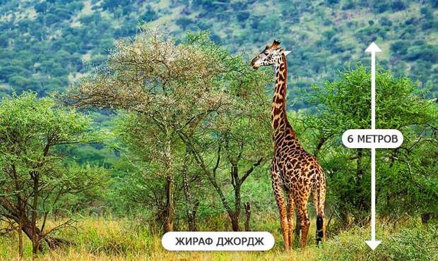 Самый высокий жираф Джордж - 6 метров в высоту - интересные факты о млекопитающих