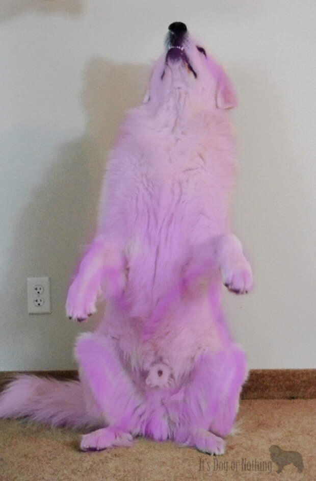 It's a Purple People Eater!